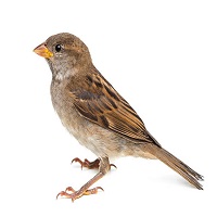 pardalrj