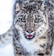 Leopardo das Neves