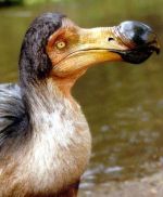 Pássaro Dodo