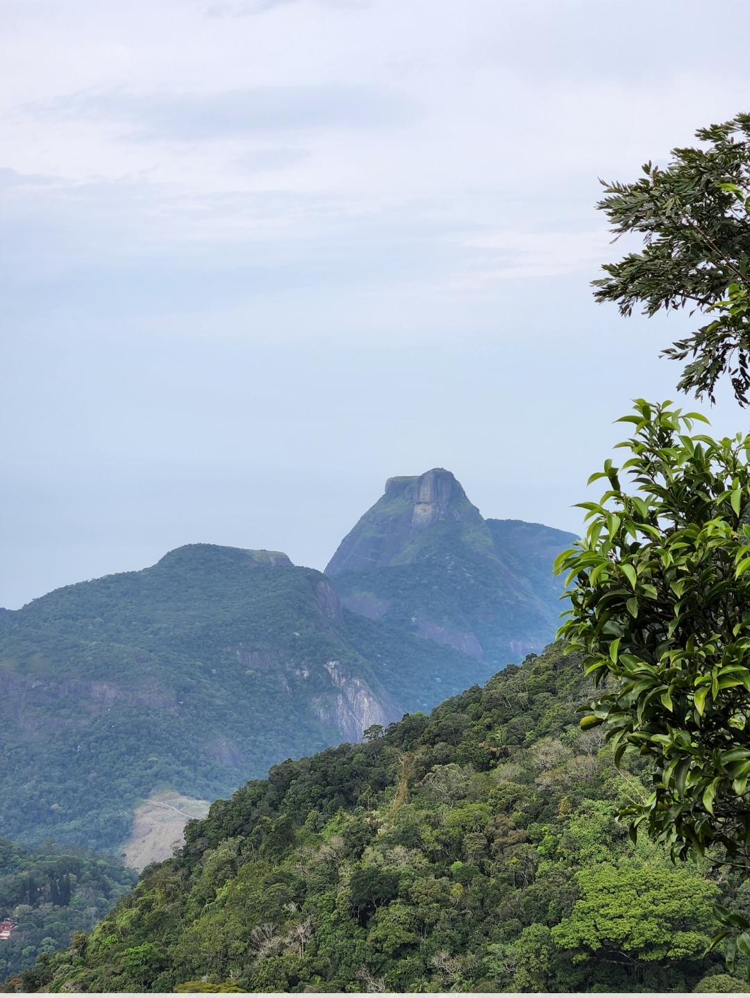 Floresta_tijuca