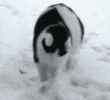 GIF_20241204_062850_258.gif