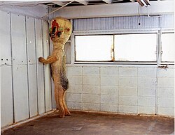 Scp 173